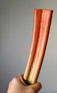 Image of garden rhubarb