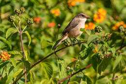 Image of Grey Bush Chat