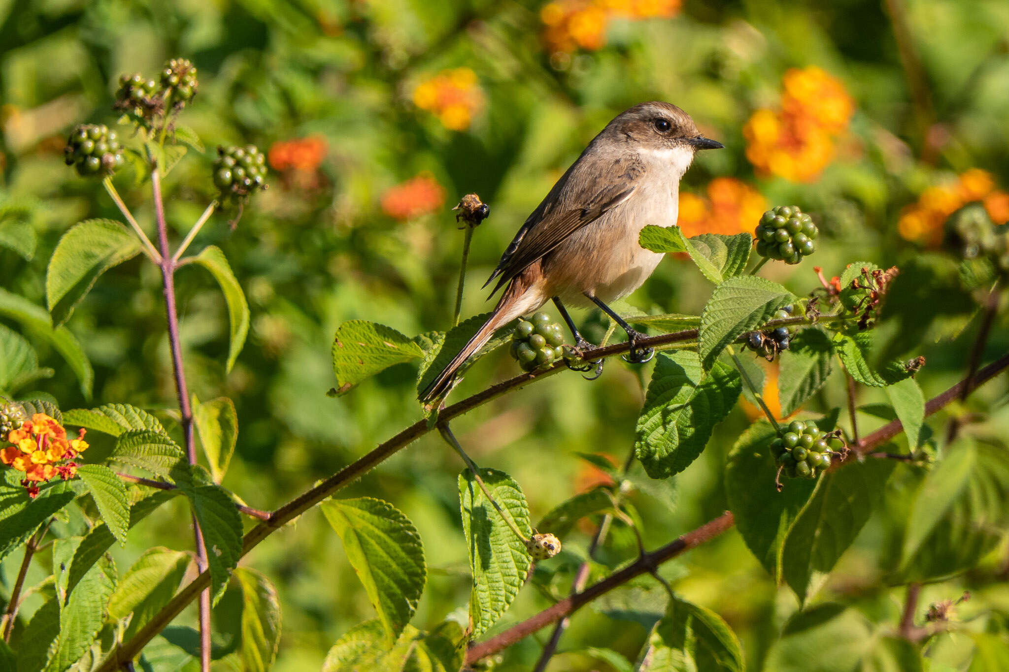 Image of Grey Bush Chat