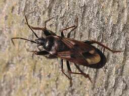 Image of Eremocoris fenestratus (Herrich-Schaeffer 1839)