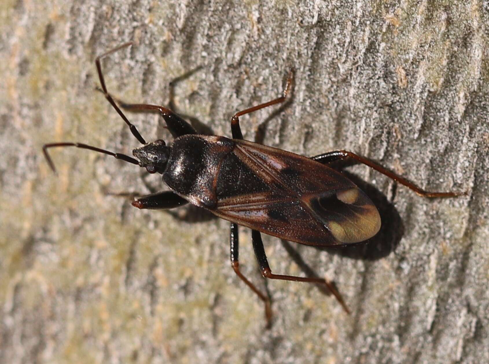 Image of Eremocoris fenestratus (Herrich-Schaeffer 1839)