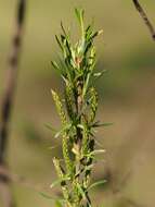 Image of narrowleaf willow