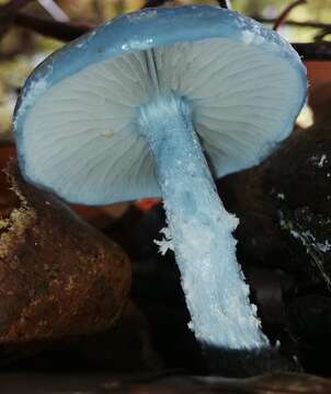 Image of Stropharia caerulea Kreisel 1979