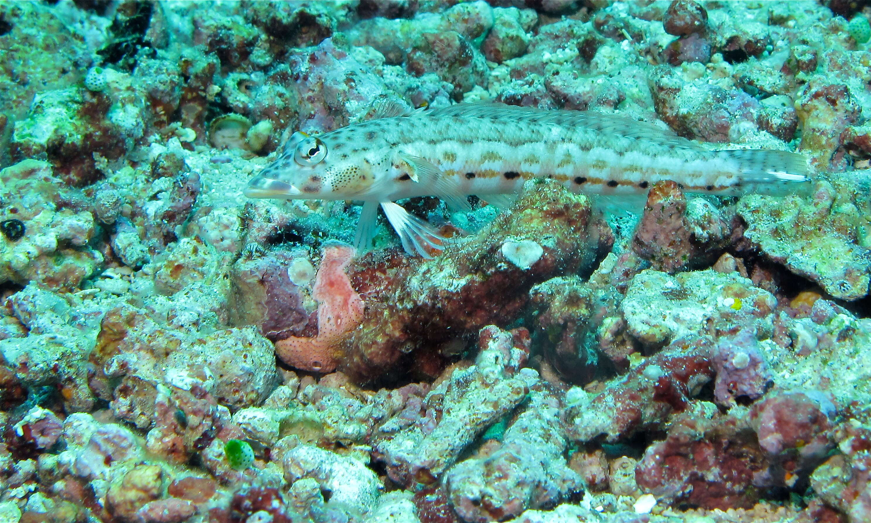 Image of Latticed sandperch