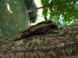 Image of convolvulus hawk moth