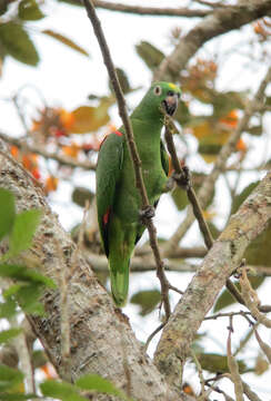 Image of Yellow-crowned Parrot, Yellow-crowned Amazon