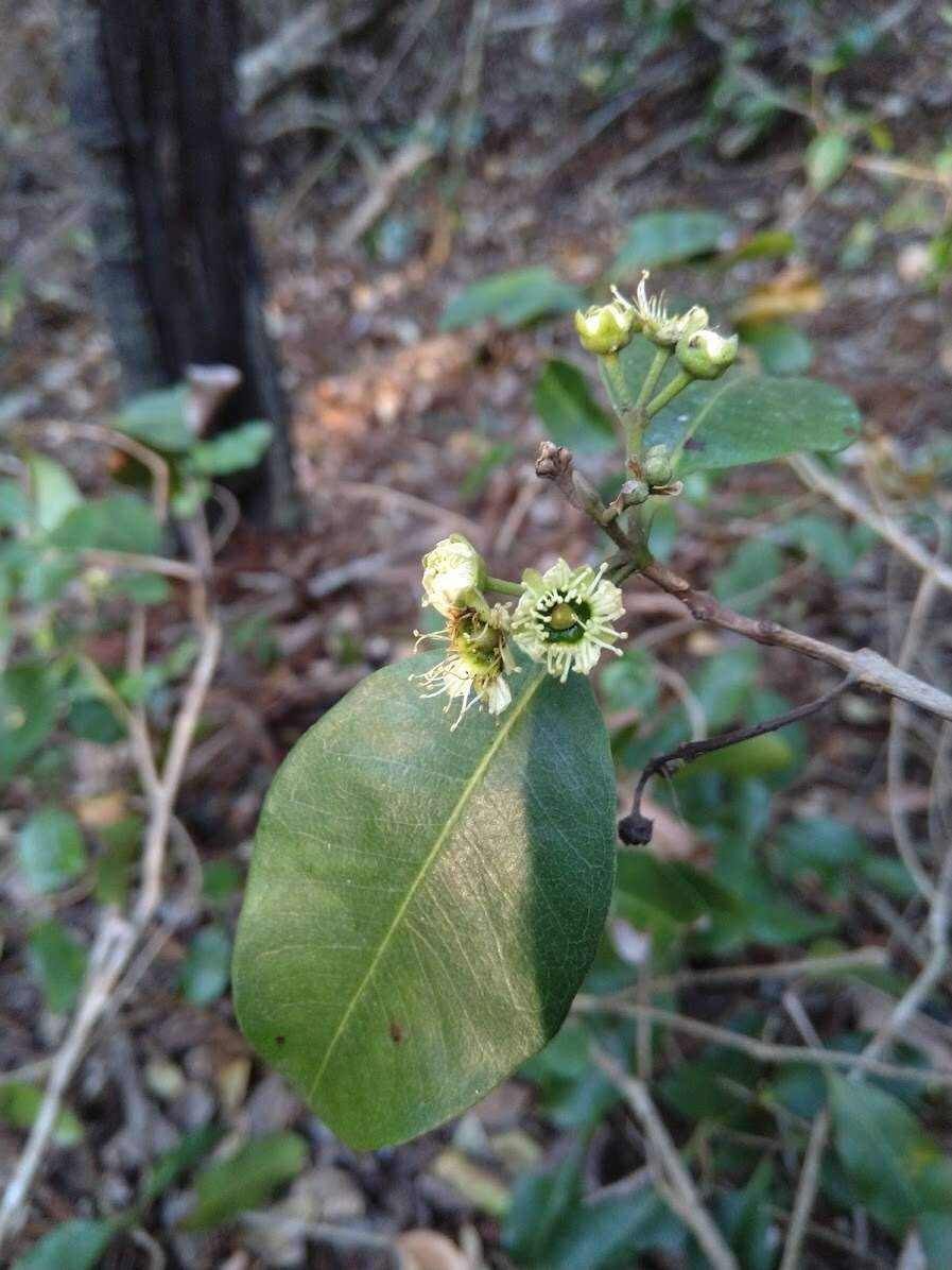 Image of Xanthostemon oppositifolius F. M. Bailey