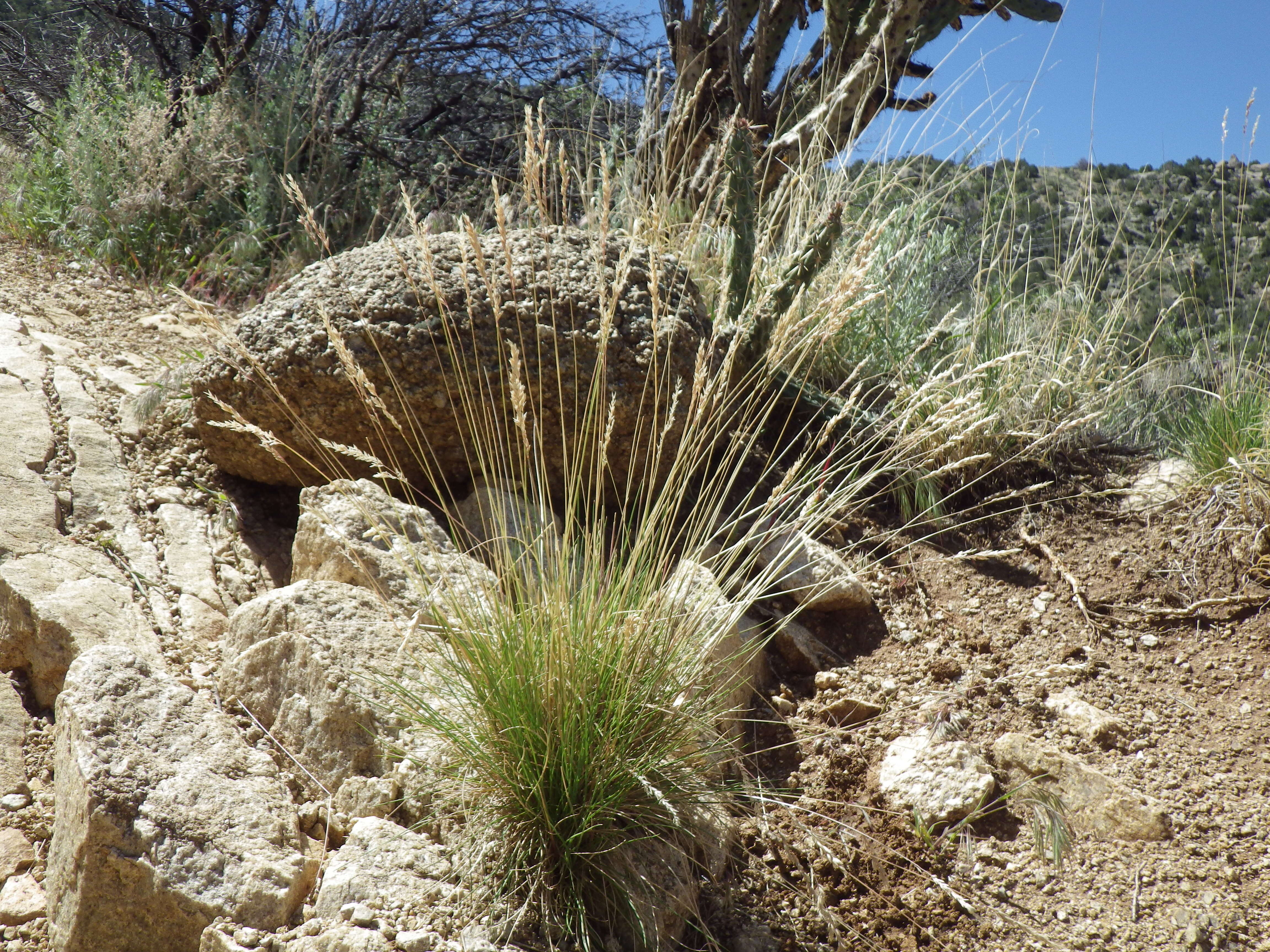 Image de Poa fendleriana (Steud.) Vasey