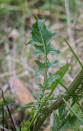 Plancia ëd Crepis vesicaria subsp. taraxacifolia (Thuill.) Thell.