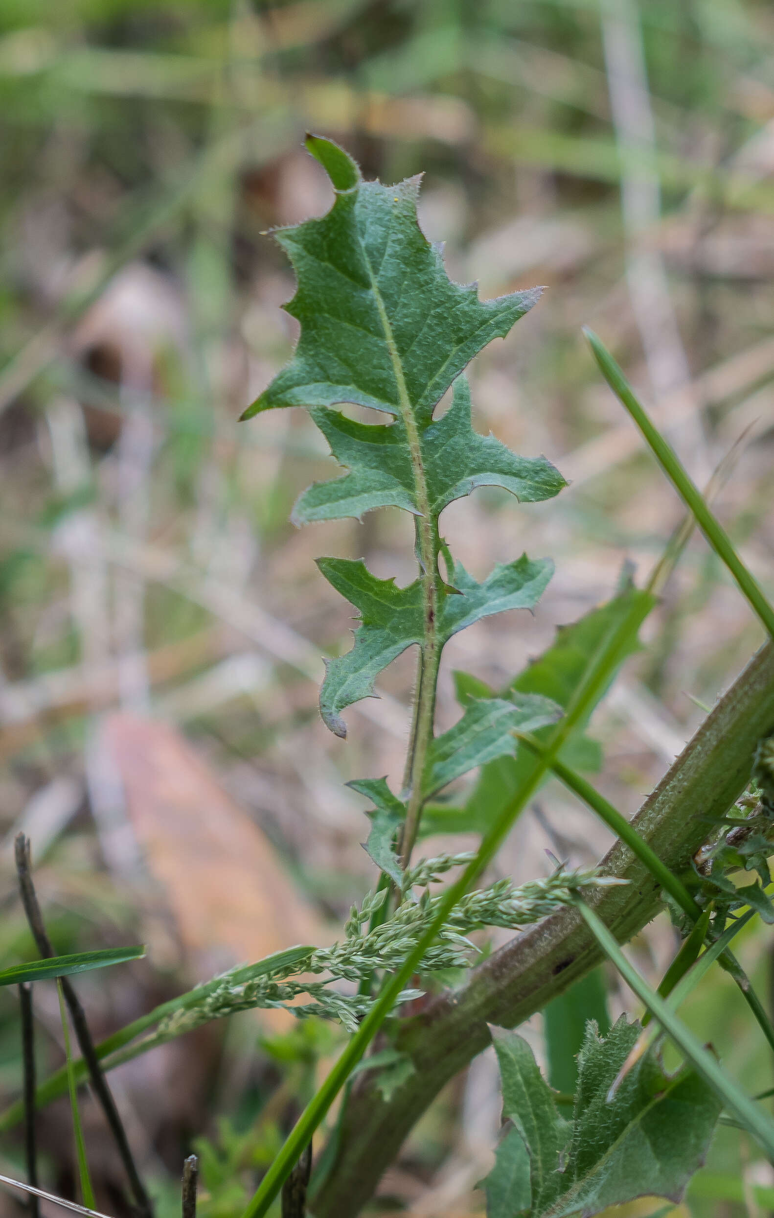 Image of beaked hawksbeard