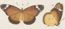 Image of Plain tiger
