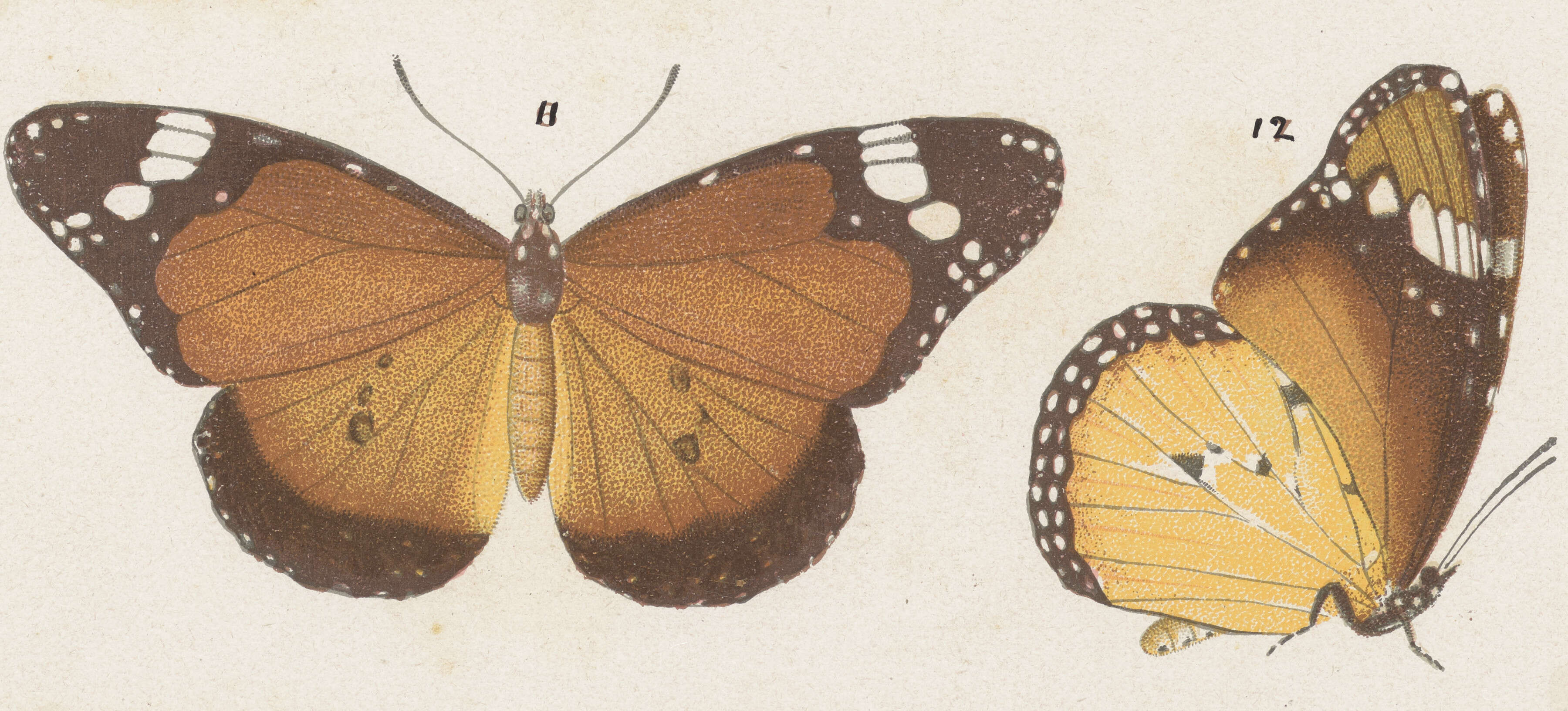 Image of Plain tiger