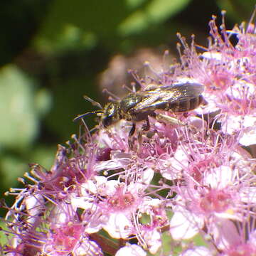 Image of Halictus confusus Smith 1853