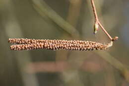 Image of American Hazel