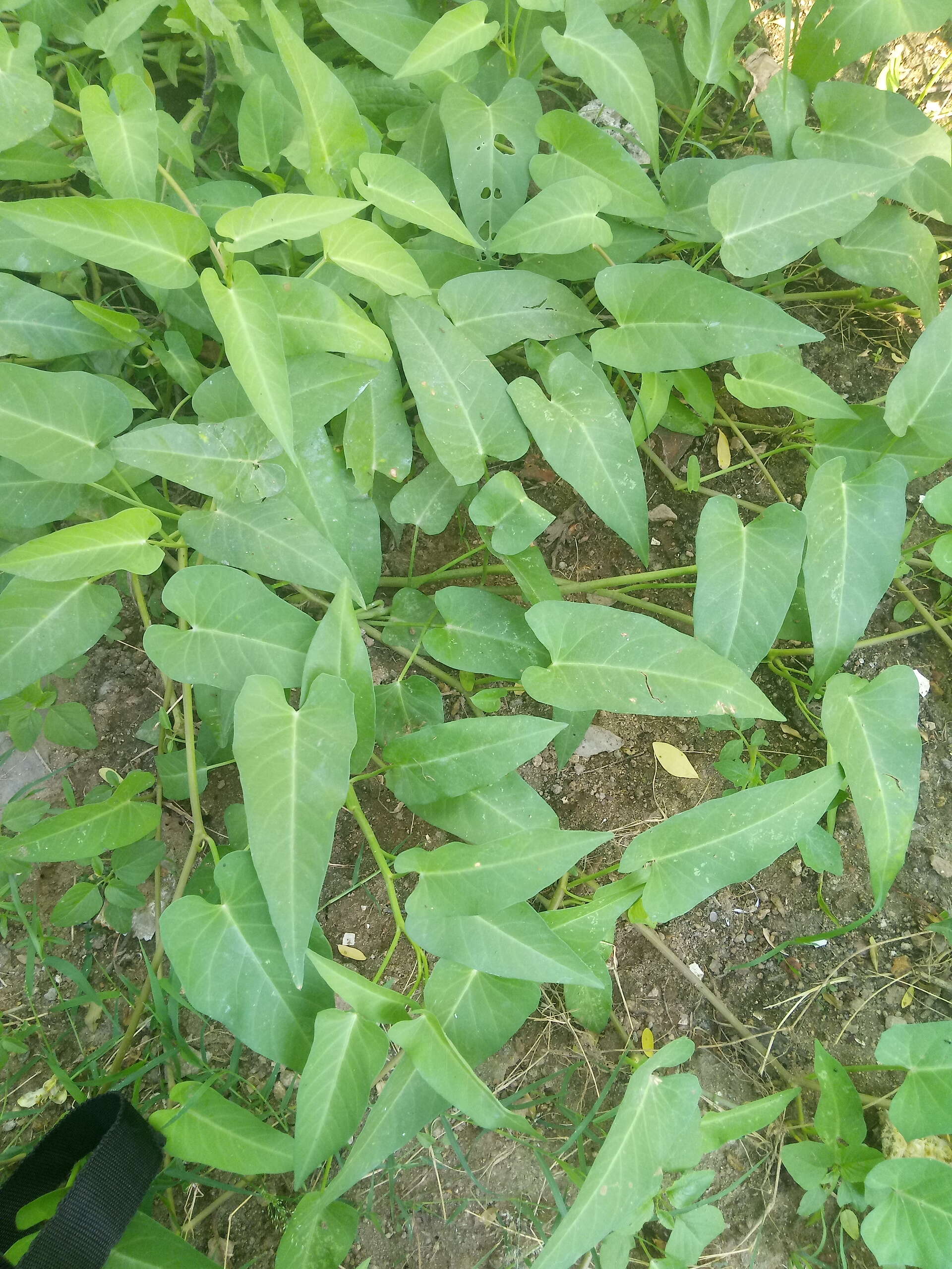 Image of kangkung