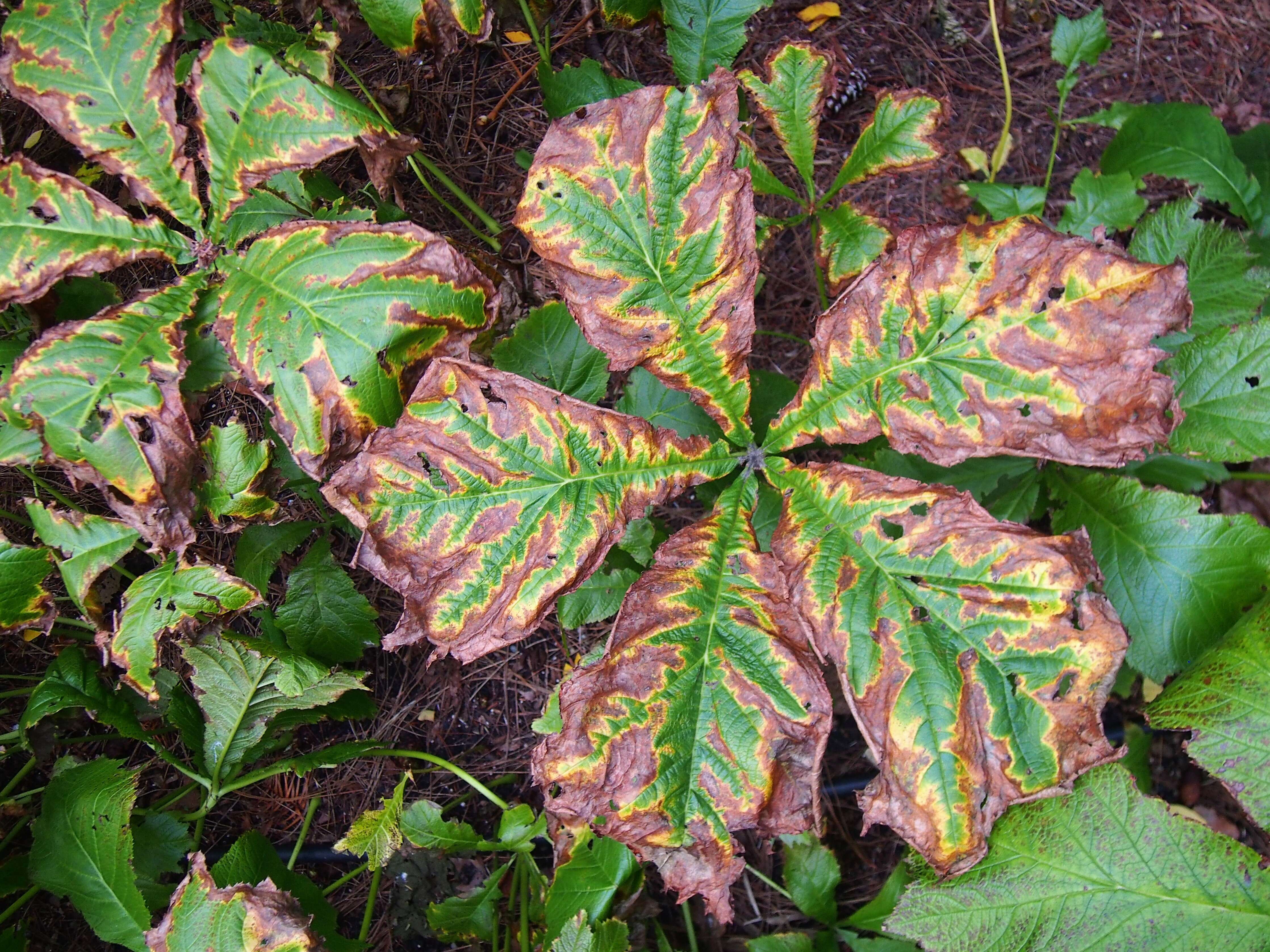 Image of Rodgersia podophylla A. Gray