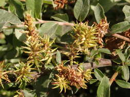 Image of Salix alpina Scop.