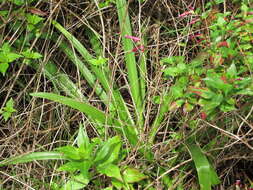 Image of Jacobean Lily