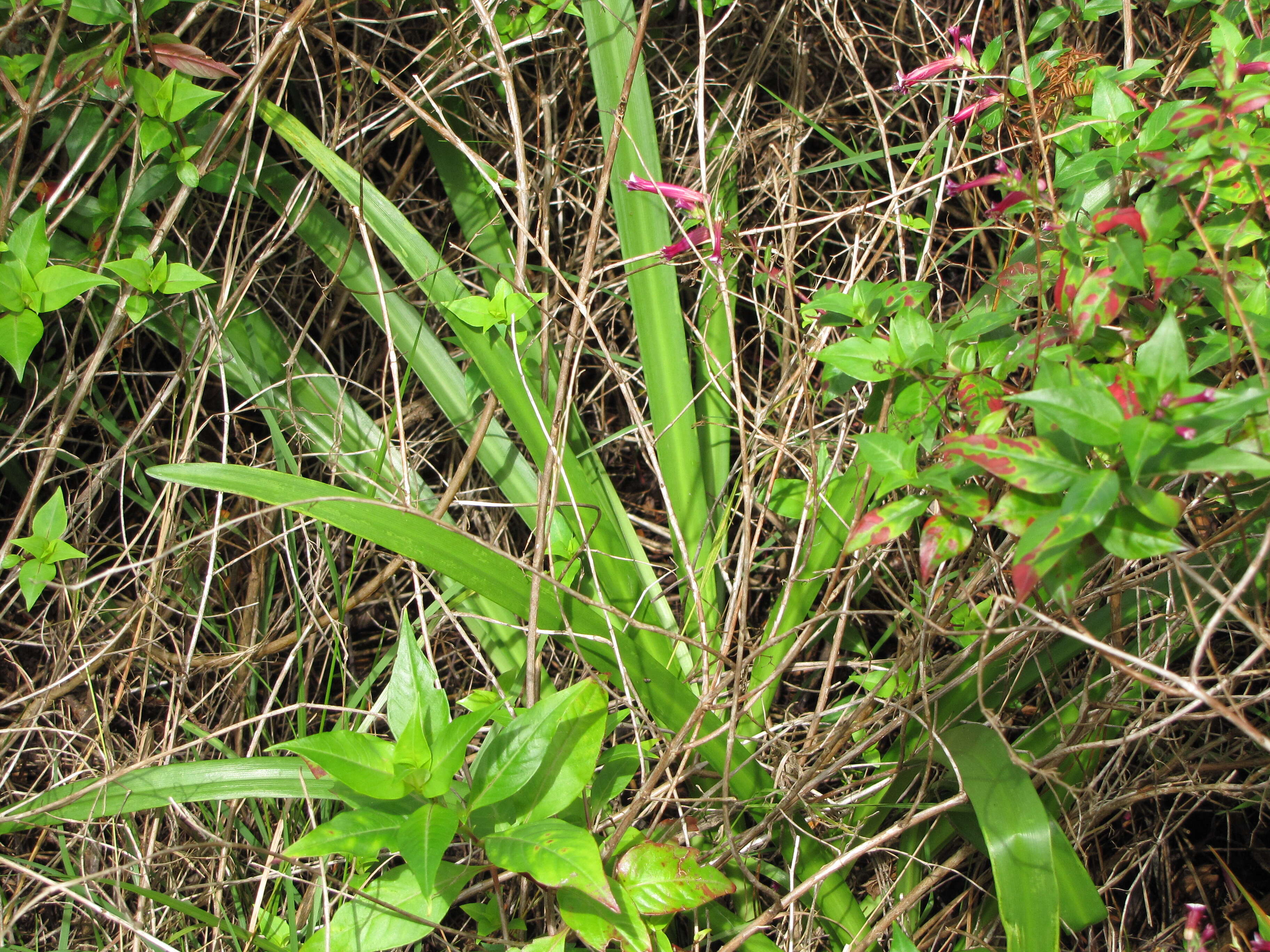 Image of Jacobean Lily