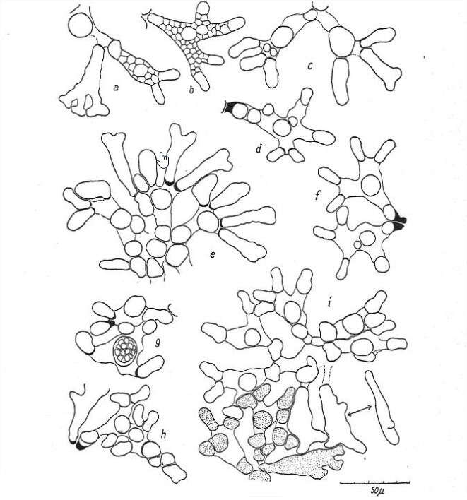Image de Xanthophyceae