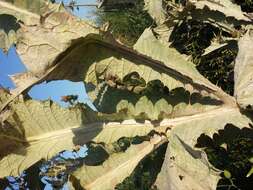 Image of Cotton Thistle