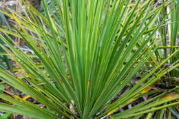 Image of San Angelo yucca