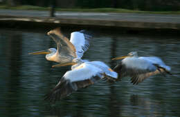 Image of Dalmatian Pelican