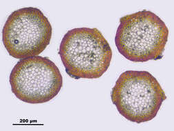 Image of antifever fontinalis moss