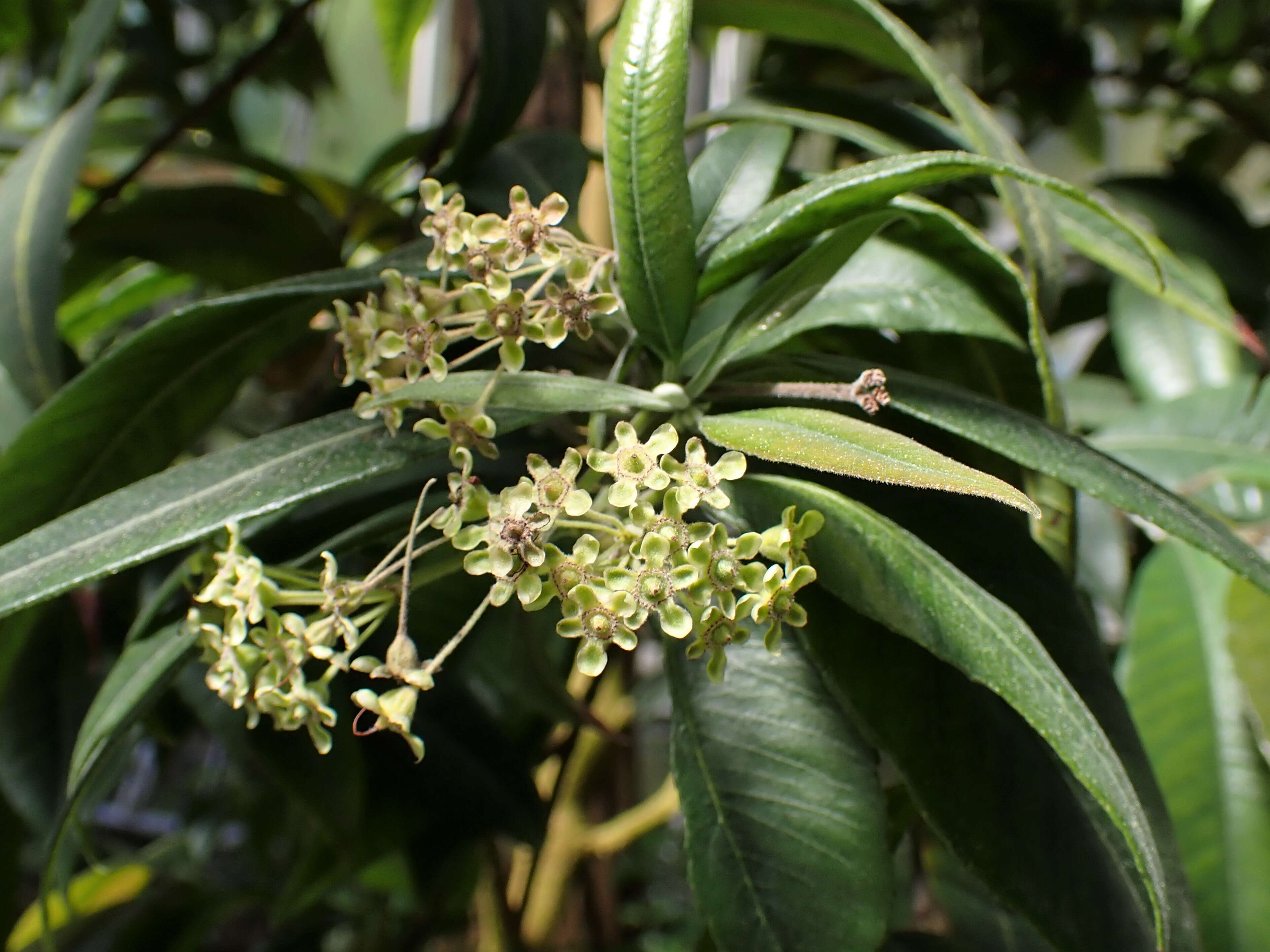 Image of Lemon Myrtle