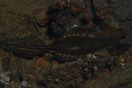 Image of Cape Elephantfish