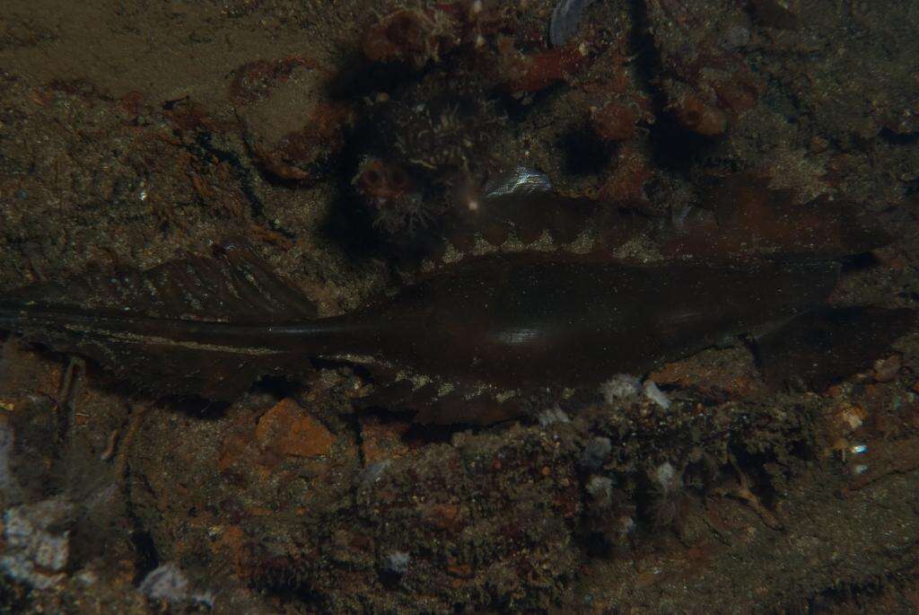 Imagem de Callorhinchus capensis Duméril 1865