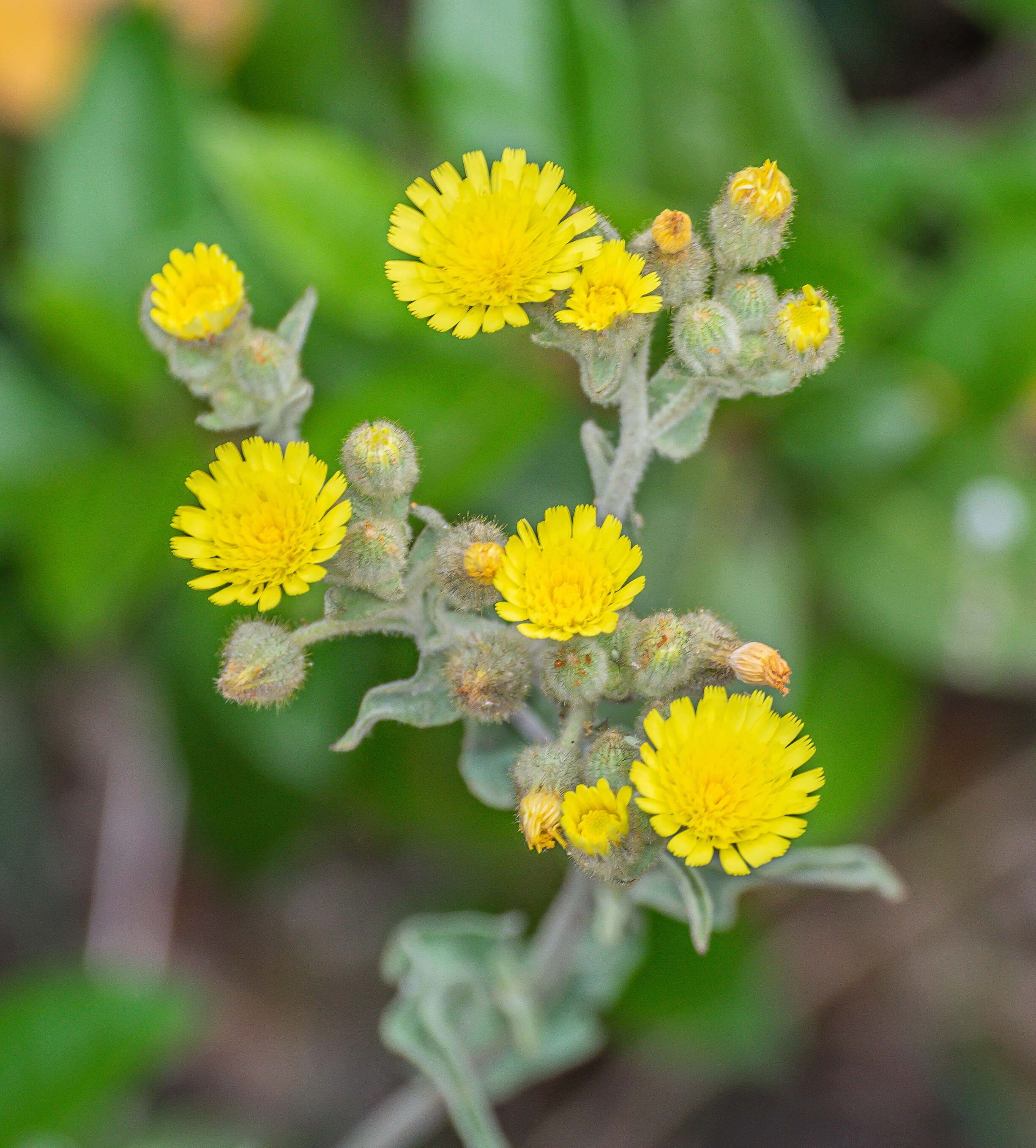 Image of Andryala integrifolia L.