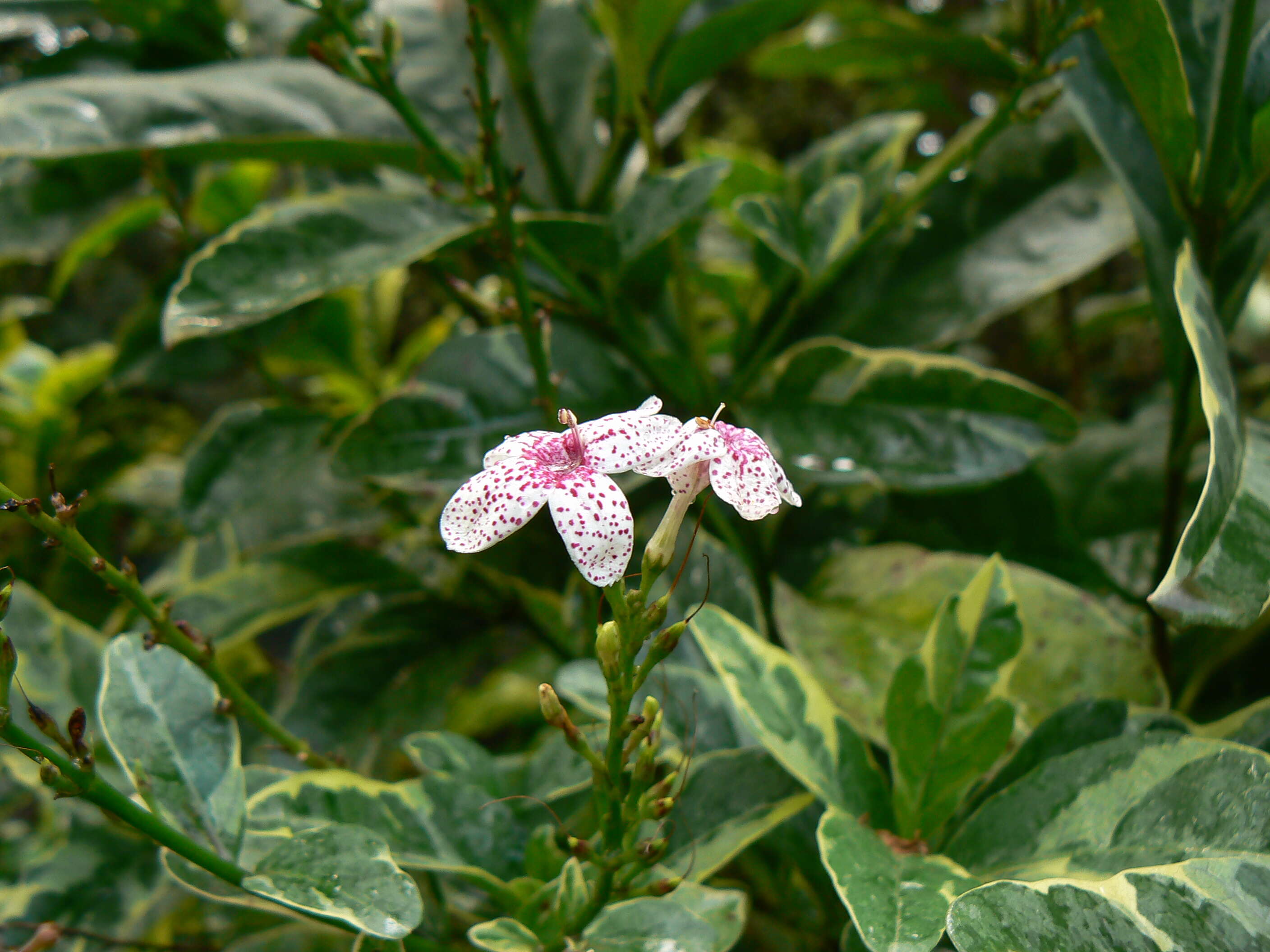 Pseuderanthemum maculatum (Lodd.) I. M. Turner resmi