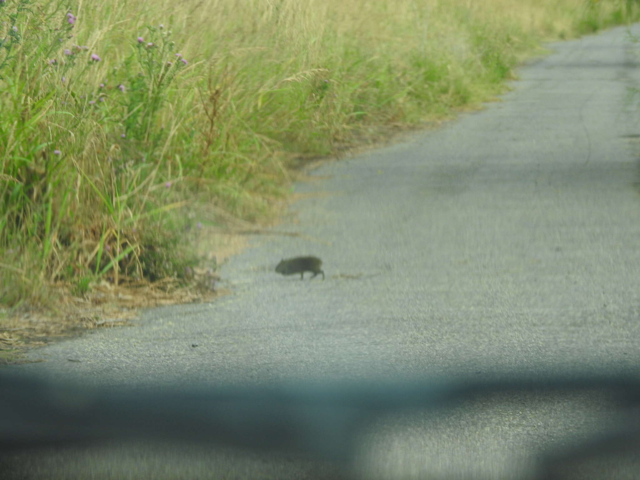 Image of Brazilian Guinea Pig