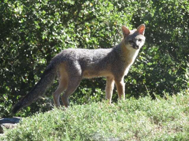 Image of Grey Foxes