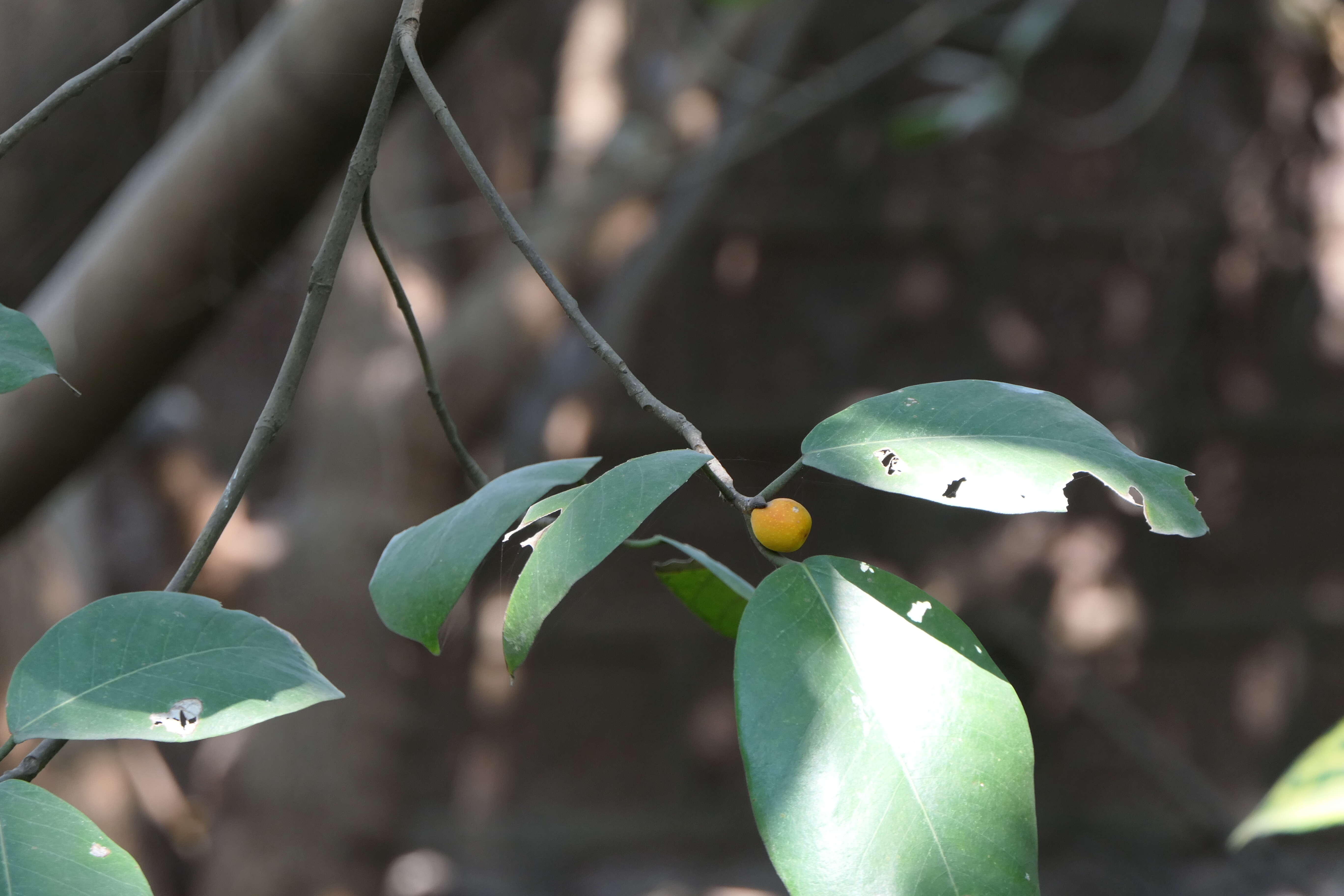 Image de Ficus drupacea Thunb.