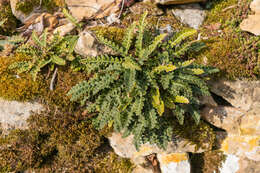 Plancia ëd Asplenium ceterach L.