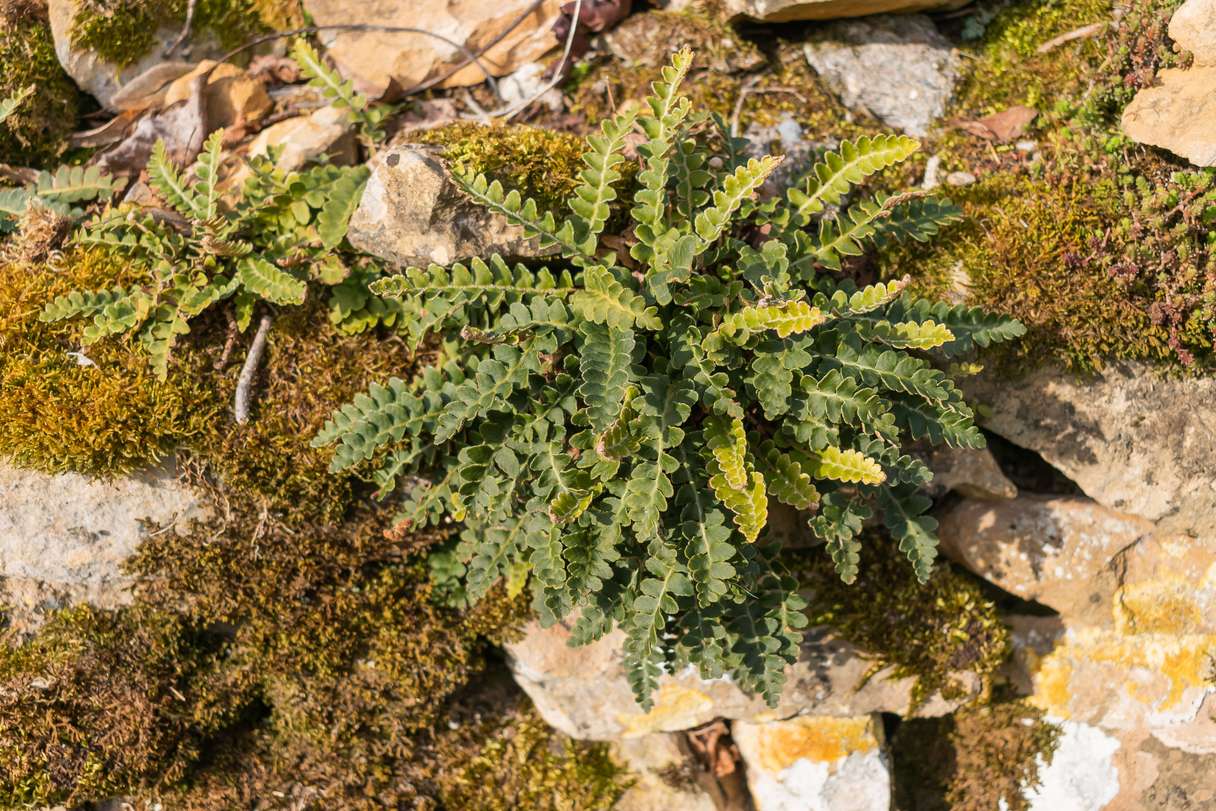 Plancia ëd Asplenium ceterach L.