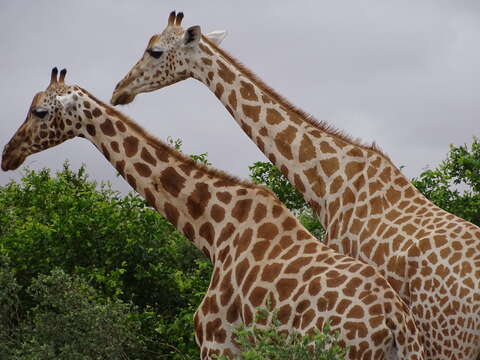 Image of West African Giraffe