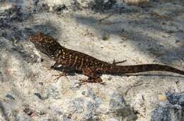 Image of Bahaman brown anole