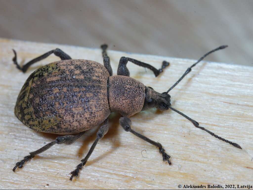 Otiorhynchus (Otiorhynchus) armadillo (Rossi 1792) resmi