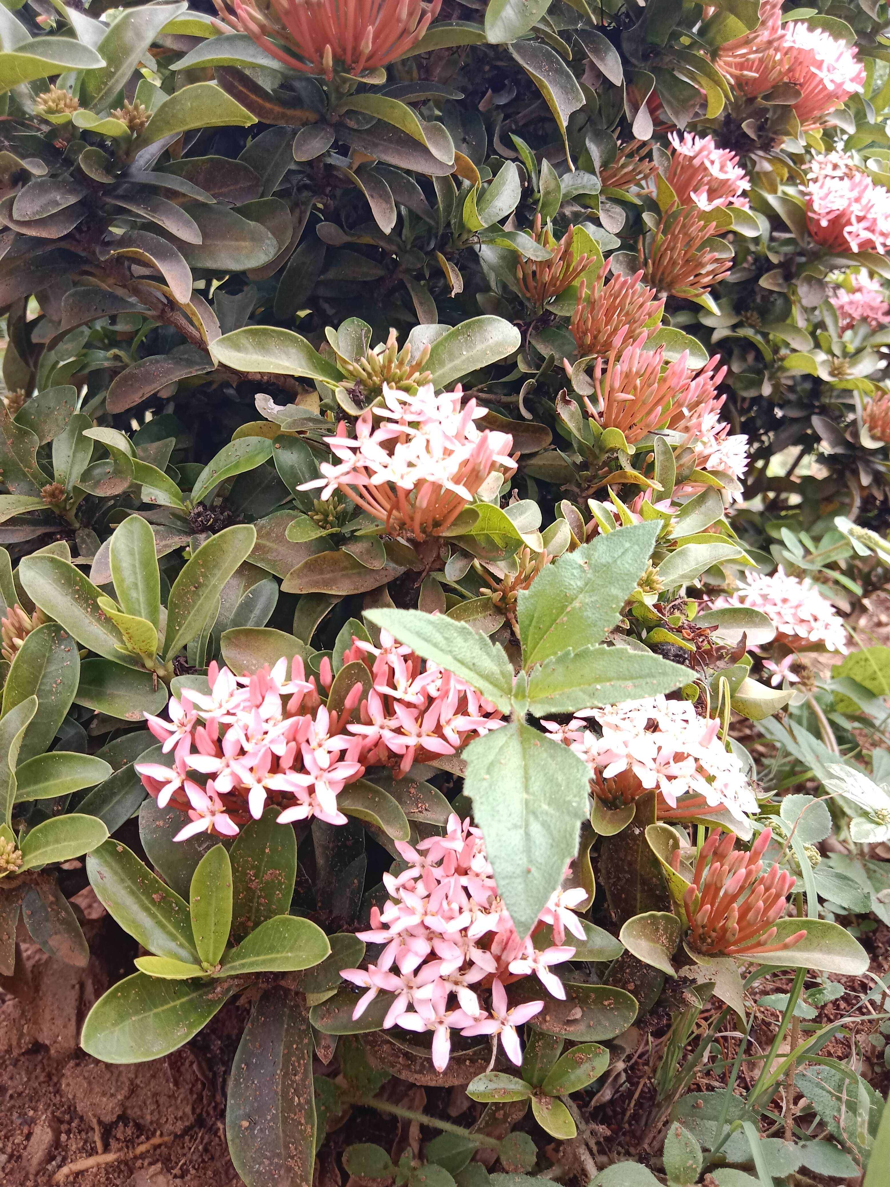 Image of Ixora chinensis Lam.