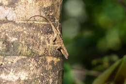 Image of Anolis ortonii Cope 1868