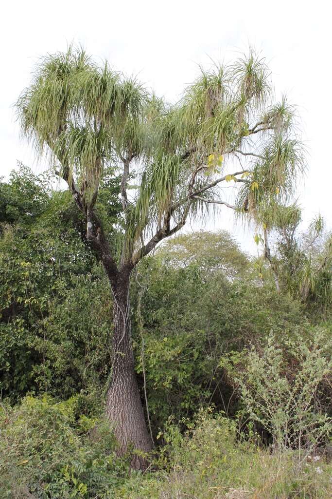 Imagem de Beaucarnea recurvata Lem.