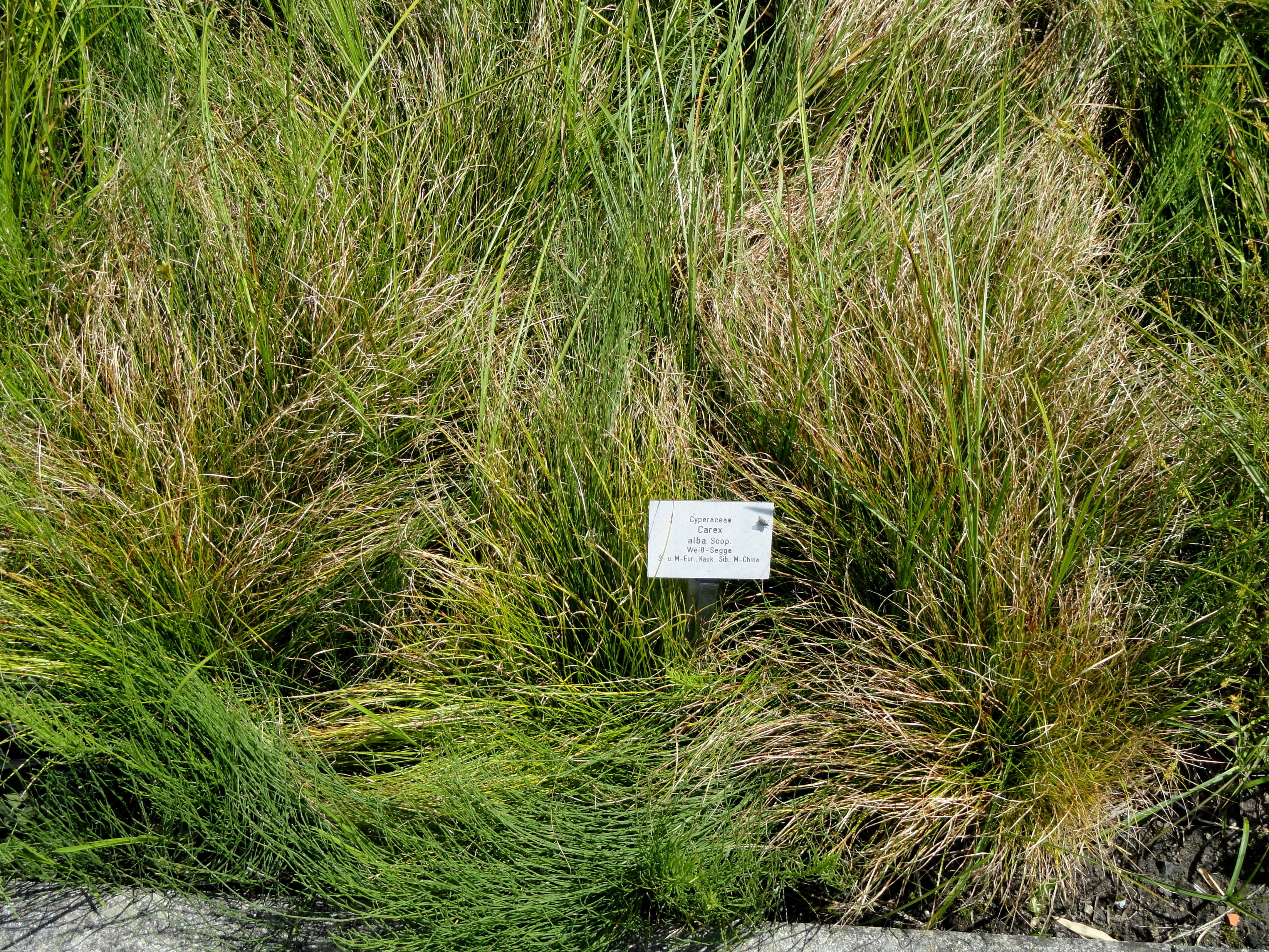 Image de Carex alba Scop.