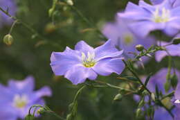 Imagem de Linum alpinum Jacq.