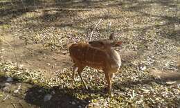 Image of Bushbuck