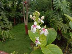 Pseuderanthemum maculatum (Lodd.) I. M. Turner resmi