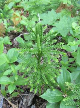 Image of complanate clubmoss