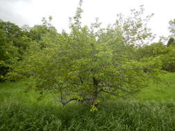 Image of American Plum